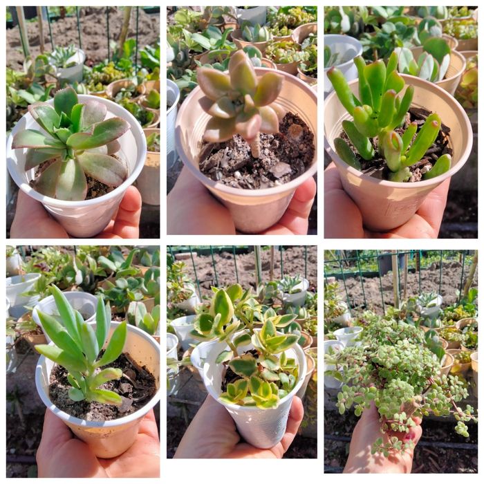 Suculentas criadas na rua