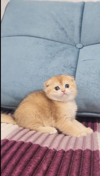 Вислоухий хлопчик золота шиншила