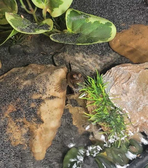 Peixe Mudskipper