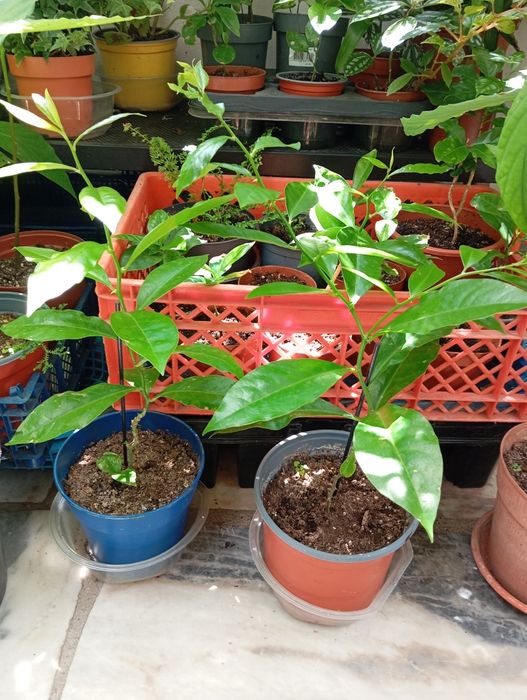 Planta ora pro nobis