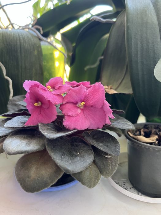 Продам кімнатну рослину фіалки