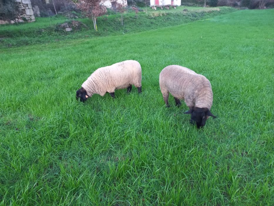 Ovelhas Suffolk (s)