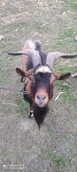 Цап альпійськой породи