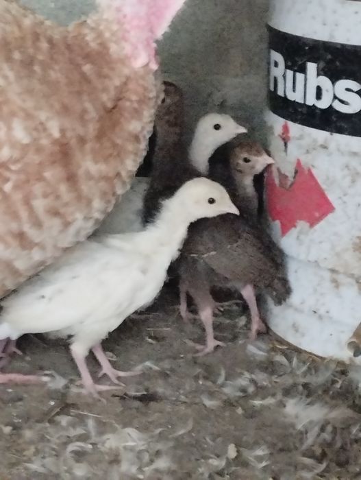 Vendo perus novos
