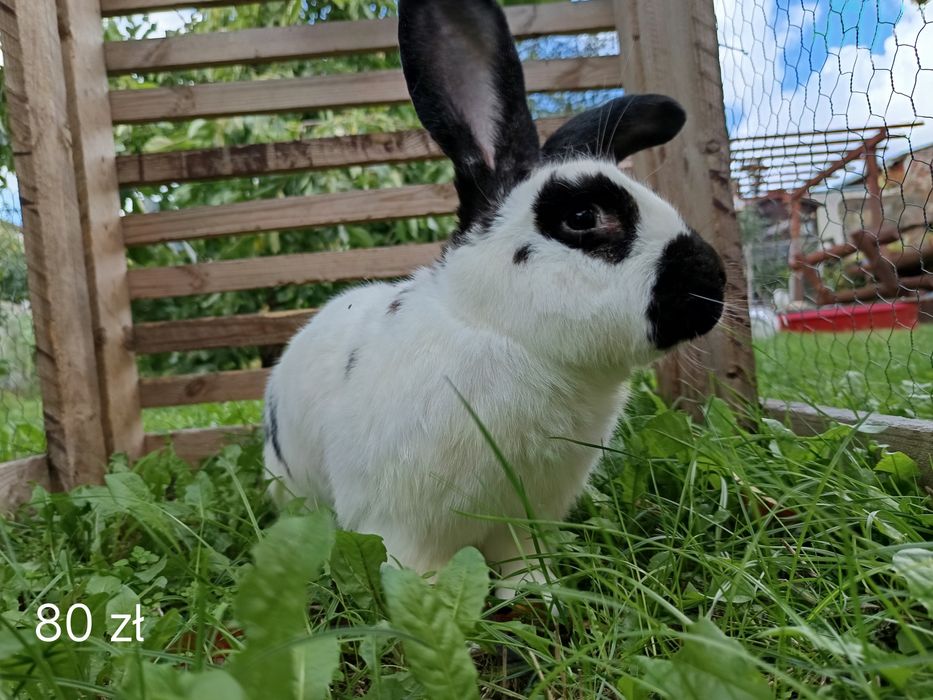 Sprzedam Króliki