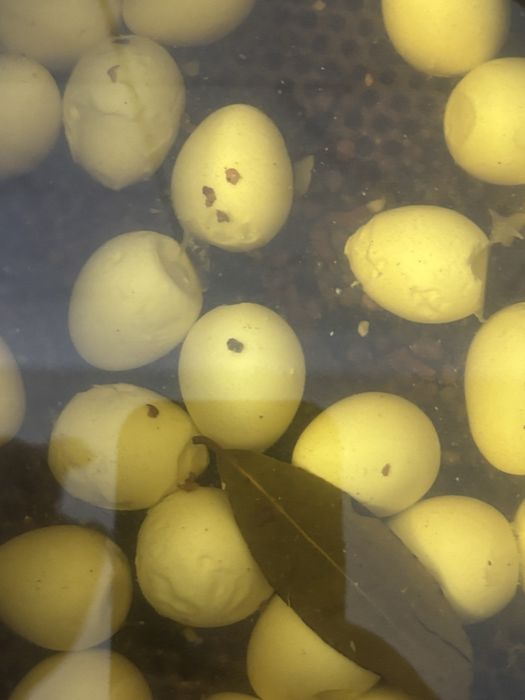 Копчена перепілка, та копчені яйця