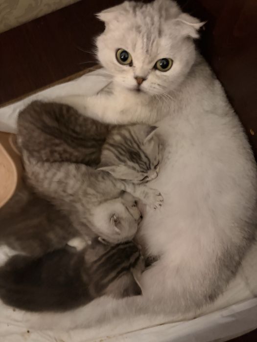 Котенок Серебристая шиншилла