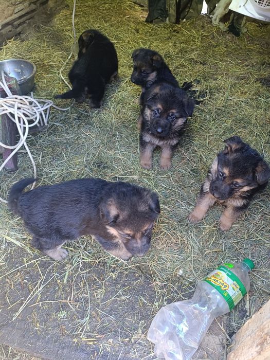 Цуценята німецької вівчарки