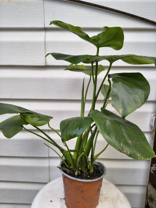 Duża Monstera Deliciosa - Filodendron Dziurawy