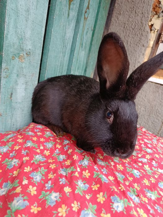 Продам молоду кролицю.