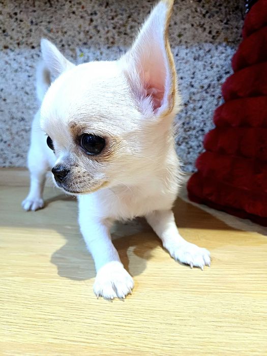 Przepiękna  Biało Kremowa  Chihuahua