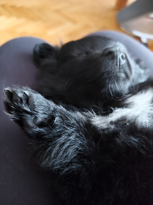 Szpic miniaturowy pomeranian