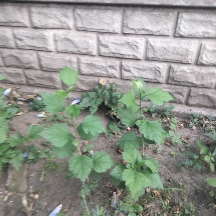 Гибискус древовидный