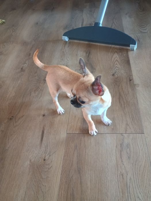 Chihuahua dziewczynka XXS, maleńka
