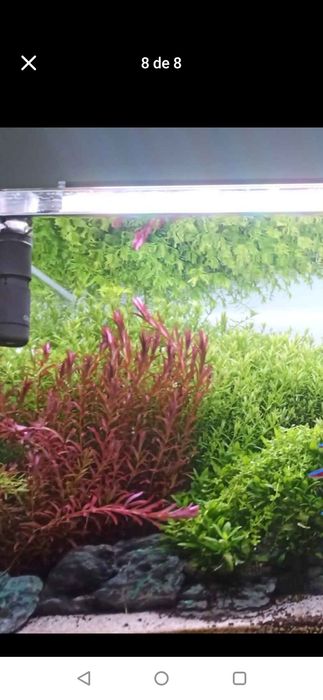 Boas Plantas para aquário .