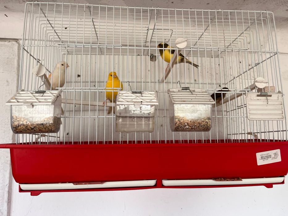 Vendo canarios belga com gaiola