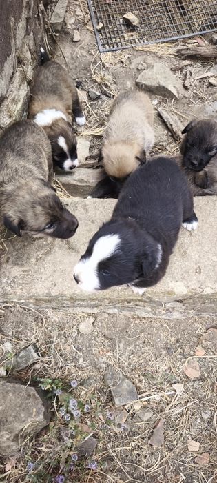 Cães para adoção
