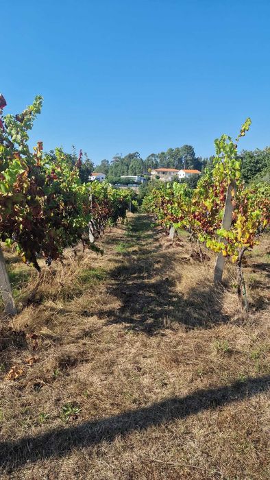 Venda de uvas, espadeiras