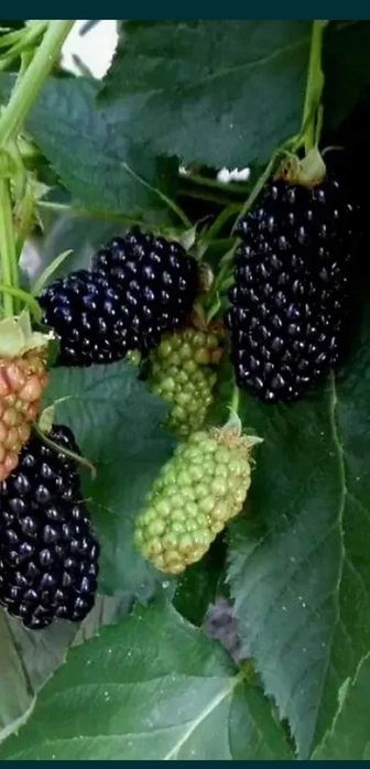 Продам саджанцы ежевики, Саджанцi ожини, ожина без колючкова