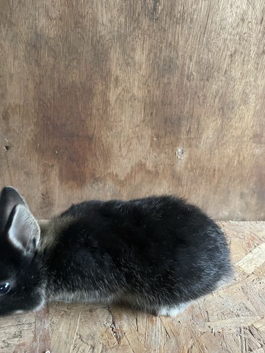 Coelho anão varias cores