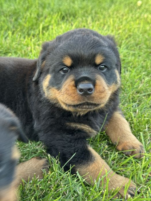 Rottweiler Conan