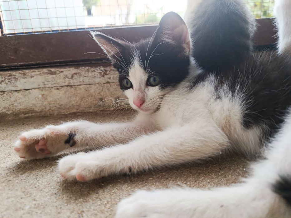 Gatinho bebé para adoção