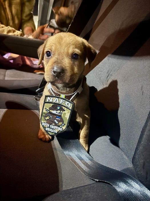 Цуценята цуцики щеночки