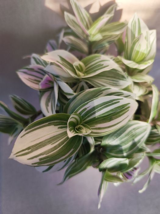 традесканция, традесканція