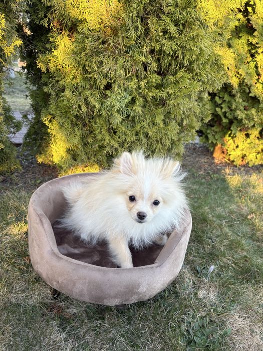 Szpic Miniaturowy Pomeranian sunia Inka
