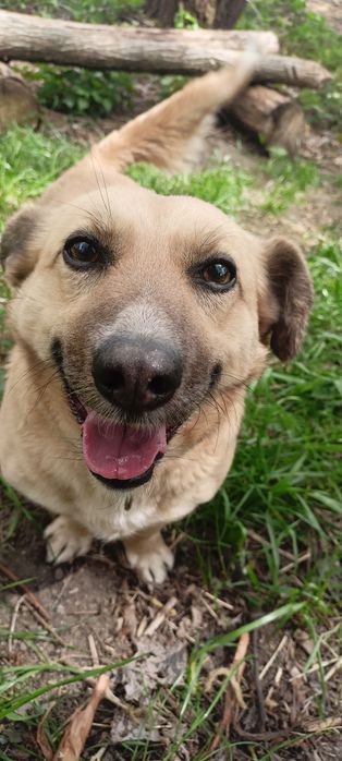 Sid poleca się do adopcji!!!