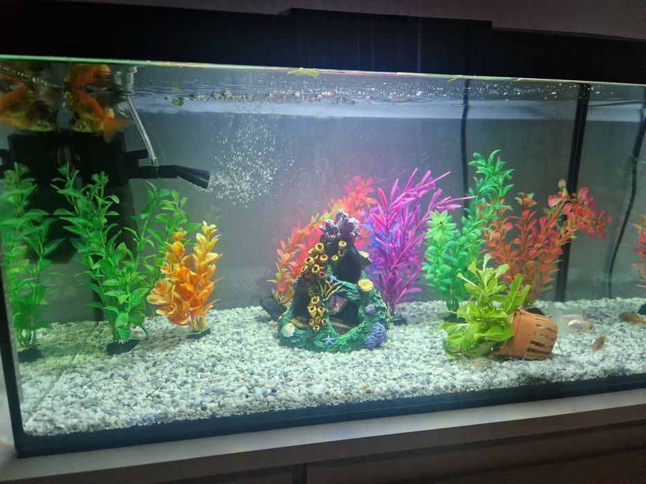 Akwarium  60x30x30