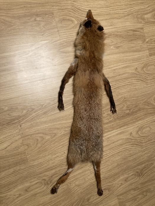 Lis kołnierz , w dobrym stanie