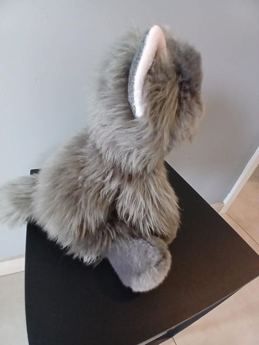 Essa cat perski