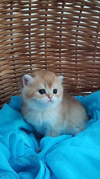 Золотые шиншиллы, мальчик и девочки