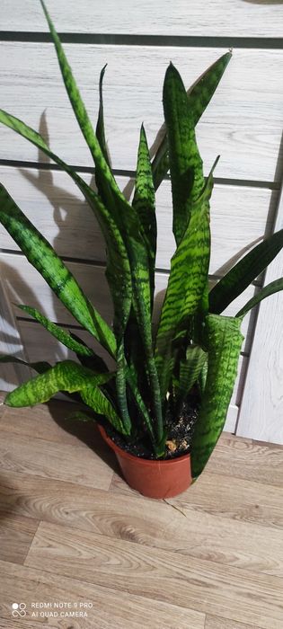 Сансевиерия или тёщин язык красивый цветок