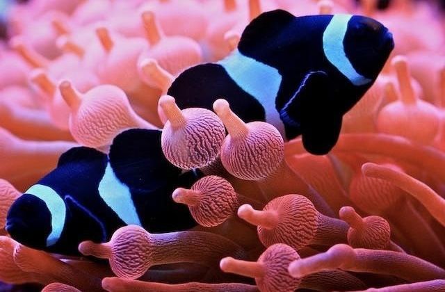Amphiprion ocellaris Black морський акваріум