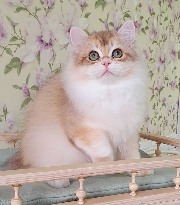 Британський хлопчик Маркус