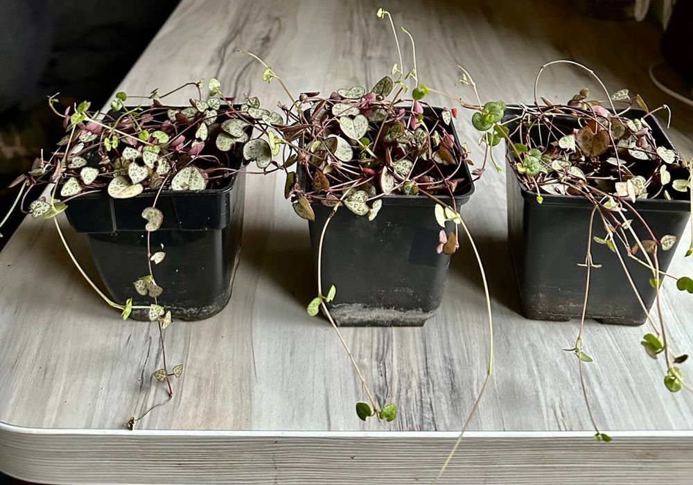 Церопегія Вуду кімнатна рослина - ліана