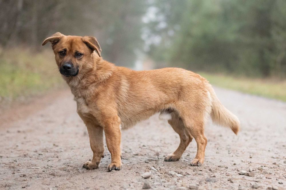 Kortu: dworskie maniery, łagodny charakter