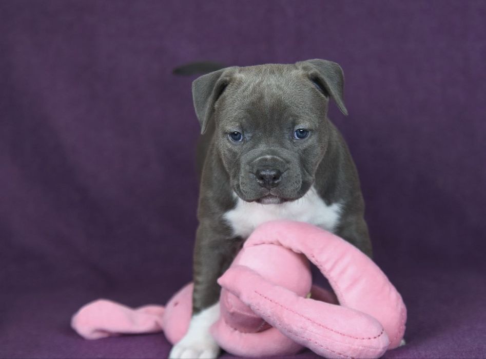 Голубая красавица амстафф, стафф, стаффордширский терьер с док КСУ