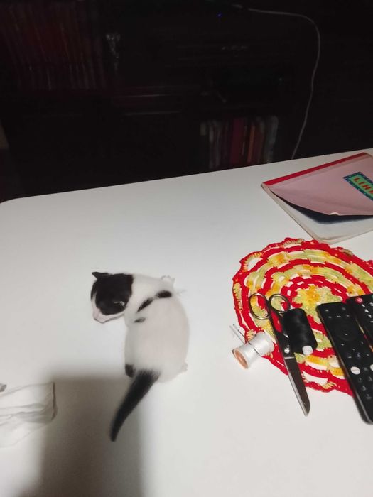 Gatinhos para adoção