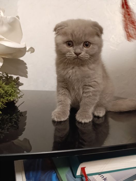 Шотландські котенята