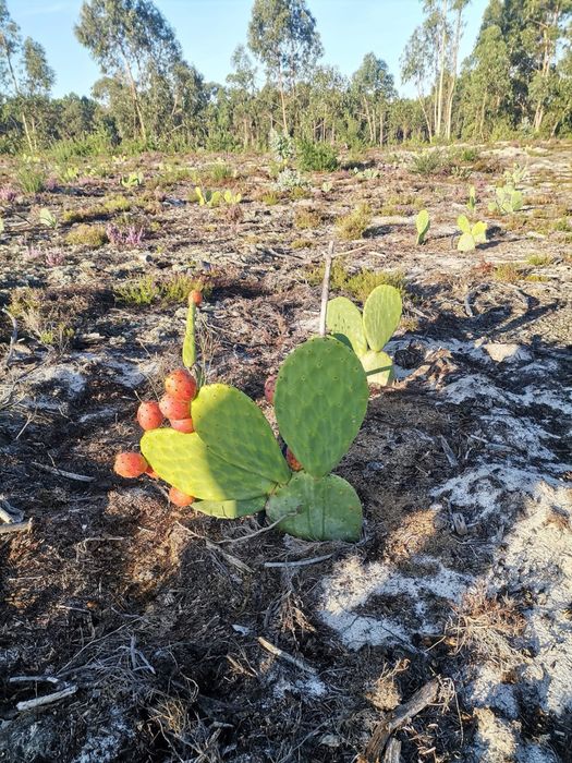 Figo e Figueiras da India