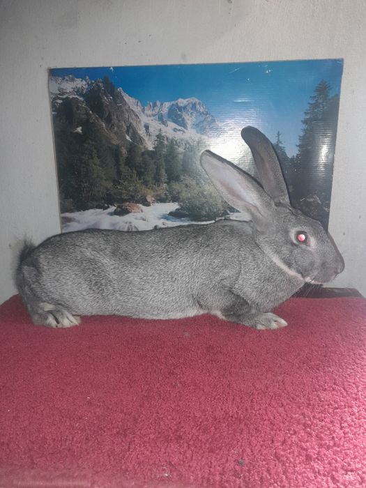 Самки і самці Радянська шиншила