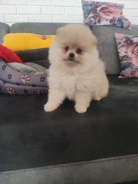 Pomeranian typ misia piesek
