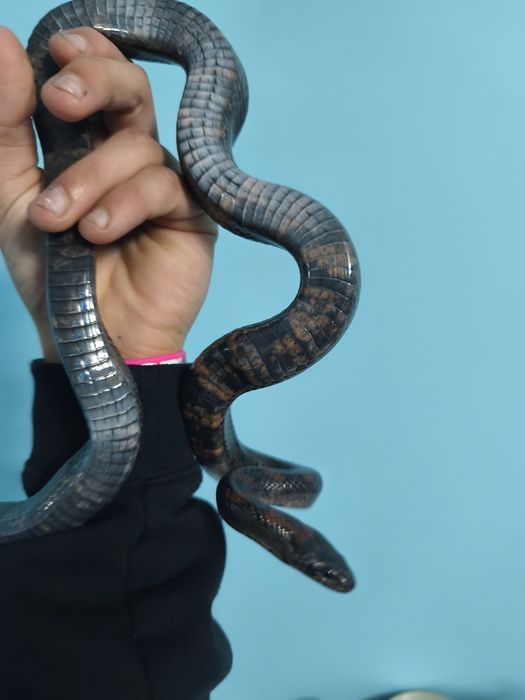 Samica lampropeltis mexicana