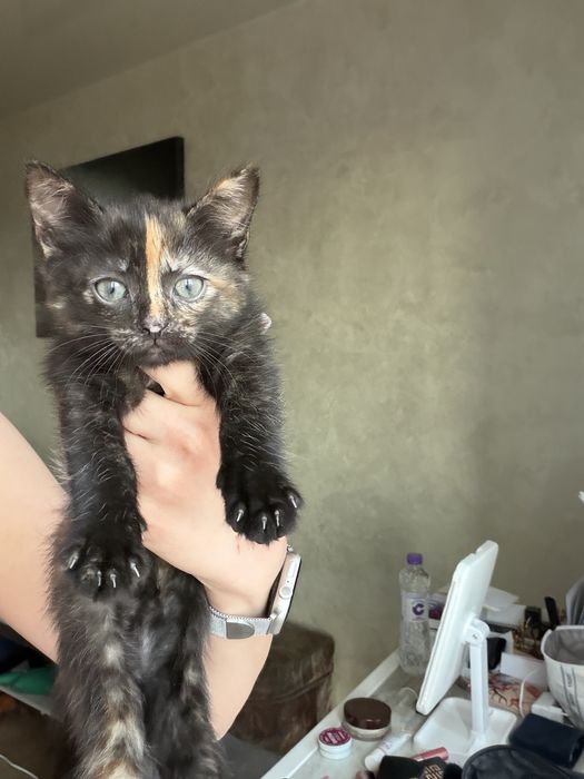 Віддам кошенят у добрі руки
