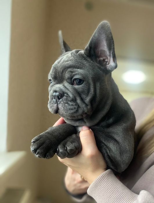 Мальчик французского бульдога