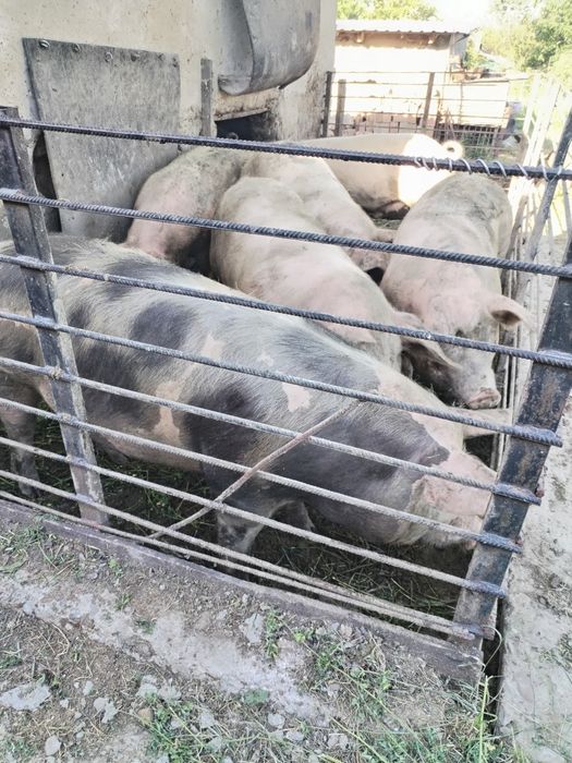 Продам свині різної ваги