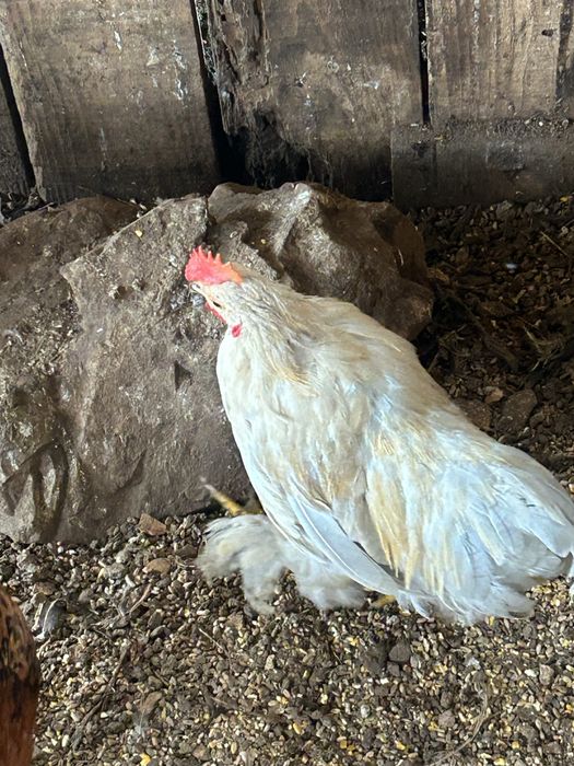 Galos Pekin………..